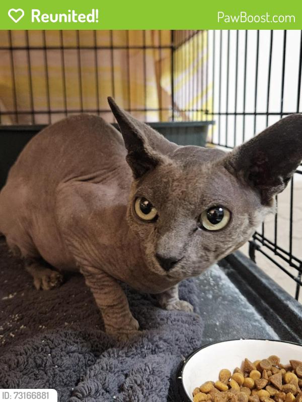 Reunited Male Cat last seen Near avenue ridgewood, Montréal, QC H3V 1B7