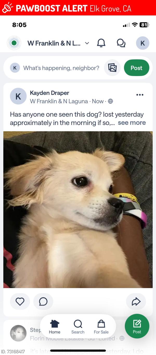 Lost Male Dog last seen franklin and laguna, Elk Grove, CA 95758