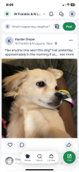 Lost Male Dog last seen franklin and laguna, Elk Grove, CA 95758