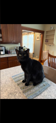 Lost Male Cat last seen Pine street, Woburn, MA 01801