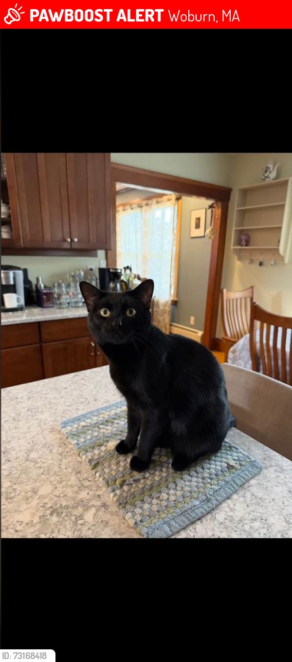Lost Male Cat last seen Pine street, Woburn, MA 01801