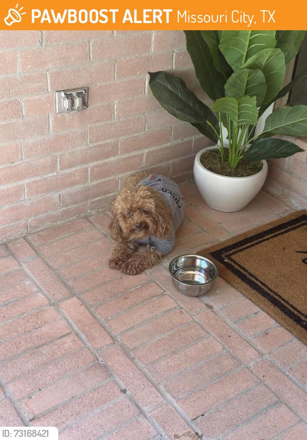 Found/Stray Unknown Dog last seen Colny lakes Missouri city, Missouri City, TX 77459
