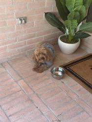 Found/Stray Unknown Dog last seen Colny lakes Missouri city, Missouri City, TX 77459