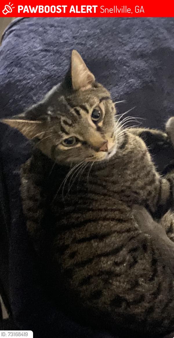 Lost Male Cat last seen Adella Ct and Elizabeth Ln, Snellville, GA 30078