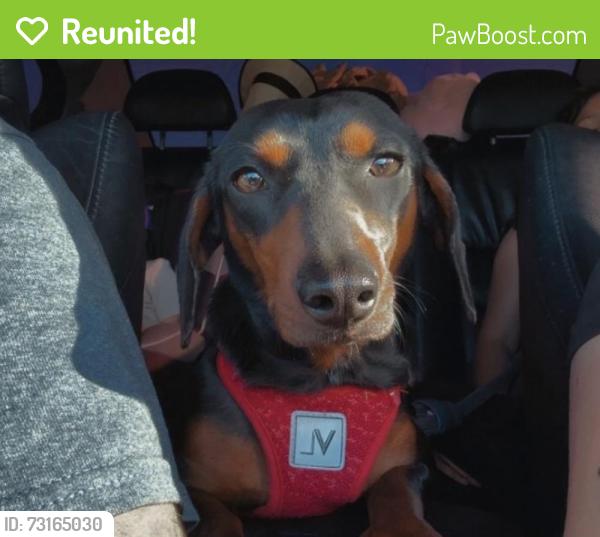 Reunited Female Dog last seen Near V St, Lompoc, CA 93436, USA, Lompoc, CA 93436