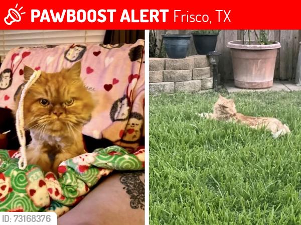 Lost Male Cat last seen Rocky Point Dr, Frisco, TX 75035