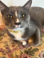 Lost Male Cat last seen W Bruneau Ave & W Bruneau Pm, Kennewick, WA 99336