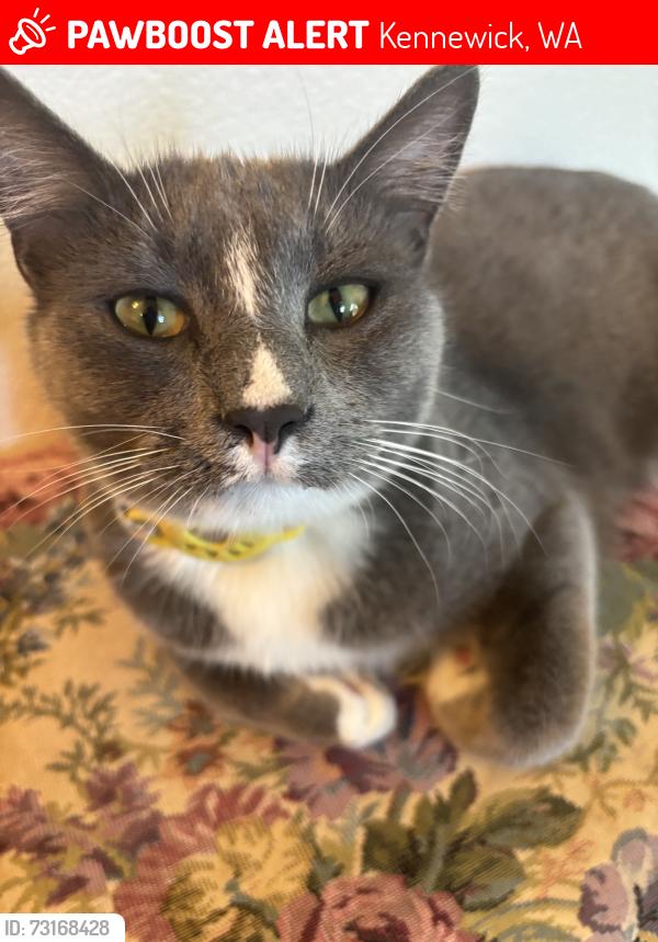 Lost Male Cat last seen W Bruneau Ave & W Bruneau Pm, Kennewick, WA 99336