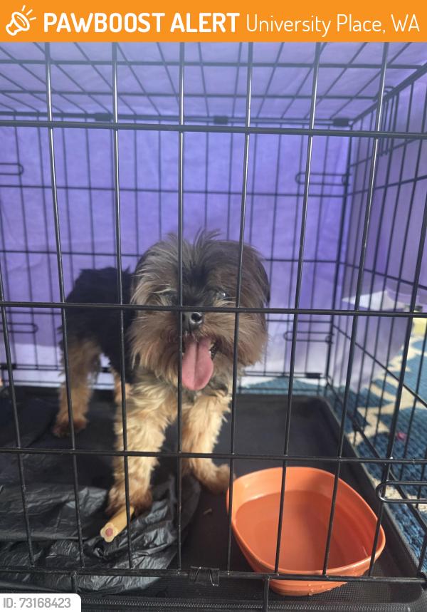 Found/Stray Male Dog last seen 51st St CT W, University Place, WA 98466