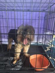 Found/Stray Male Dog last seen 51st St CT W, University Place, WA 98466