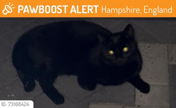 Found/Stray Unknown Cat last seen Purbrook way, Hampshire, England 