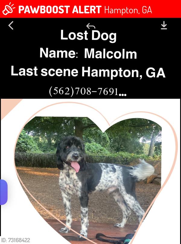 Lost Male Dog last seen Echo park speedway, Hampton, GA 30228