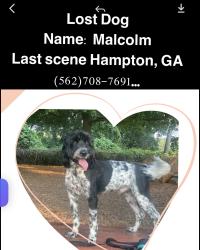 Lost Male Dog last seen Echo park speedway, Hampton, GA 30228