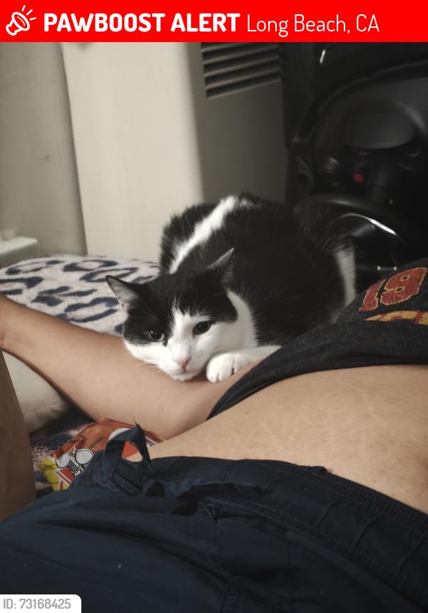 Lost Male Cat last seen 1st Street & orange ave, Long Beach CA, 90802, Long Beach, CA 90802