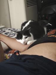 Lost Male Cat last seen 1st Street & orange ave, Long Beach CA, 90802, Long Beach, CA 90802