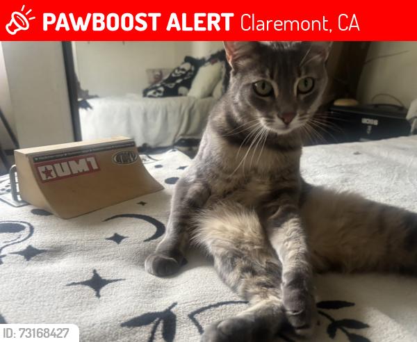 Lost Male Cat last seen Lander Circle Claremont CA, Off of Baseline, Claremont, CA 91711