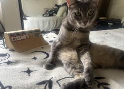 Lost Male Cat last seen Lander Circle Claremont CA, Off of Baseline, Claremont, CA 91711