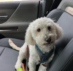 Lost Male Dog last seen Near cedar creek dr heading towards S. Post Oak, Houston, TX 77056