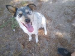 Found/Stray Male Dog last seen Dollar general, Piñon Hills, CA 92372