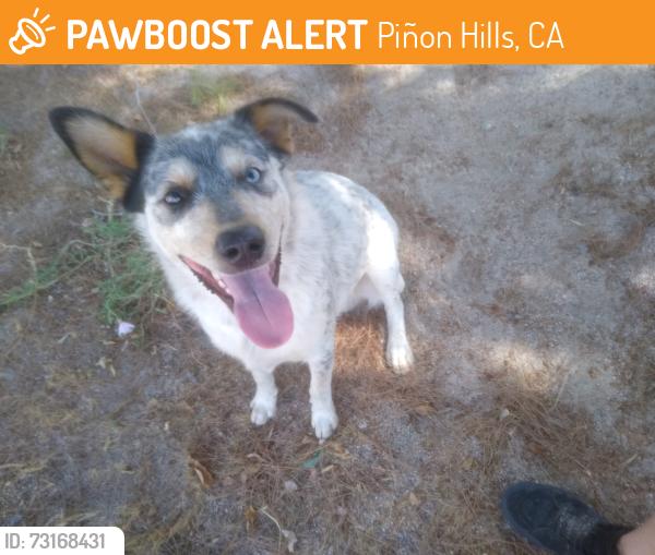 Found/Stray Male Dog last seen Dollar general, Piñon Hills, CA 92372