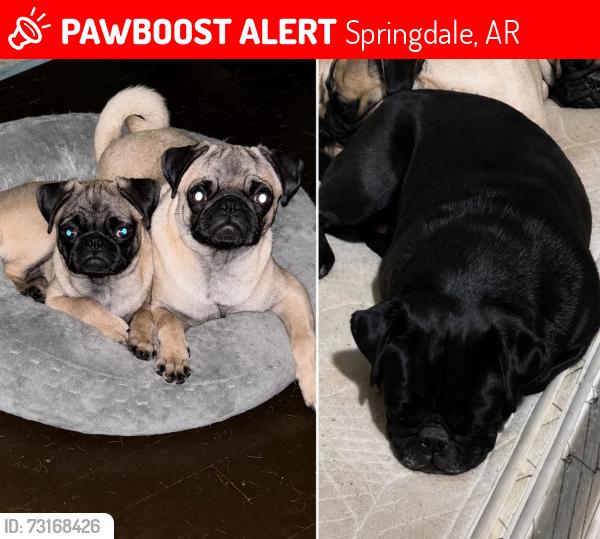 Lost Female Dog last seen Sunrise ave, Springdale, AR 72764