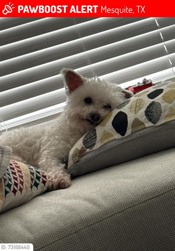 Lost Male Dog last seen Royal crest- Crestridge, Mesquite, TX 75149