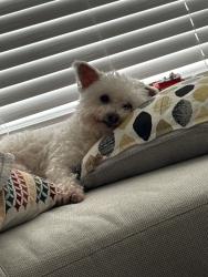 Lost Male Dog last seen Royal crest- Crestridge, Mesquite, TX 75149