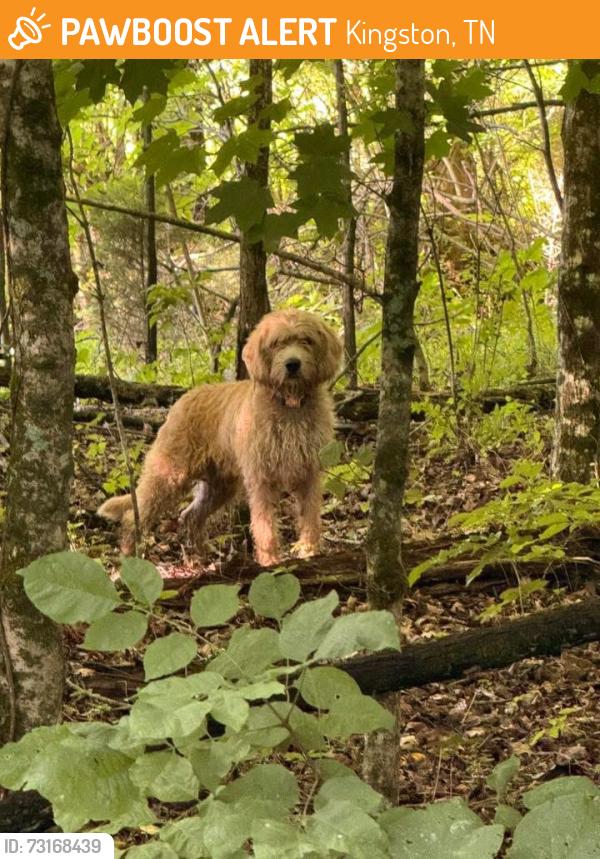 Found/Stray Male Dog last seen Paint rock road, Kingston, TN 37763