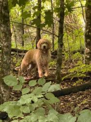 Found/Stray Male Dog last seen Paint rock road, Kingston, TN 37763