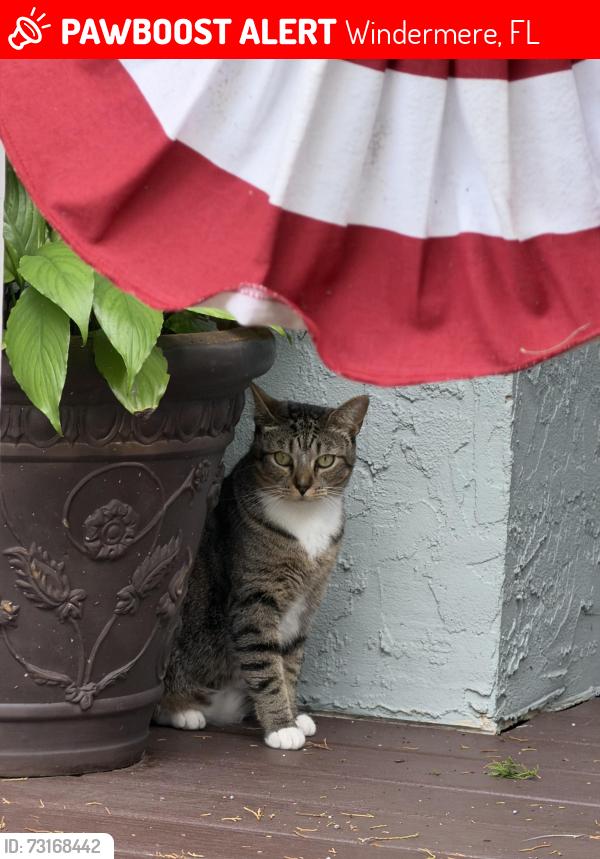 Lost Female Cat last seen 7th and Magnolia, Windermere, FL 34786