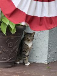 Lost Female Cat last seen 7th and Magnolia, Windermere, FL 34786
