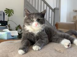 Found/Stray Male Cat last seen Jorge’s Garage, Reading, PA 19601