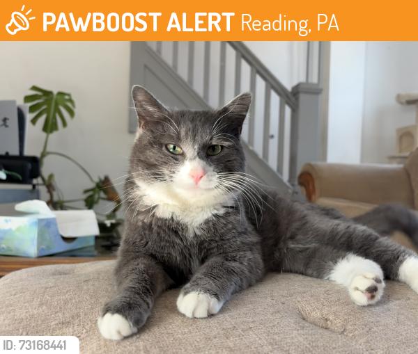 Found/Stray Male Cat last seen Jorge’s Garage, Reading, PA 19601