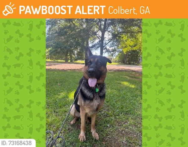 Found/Stray Male Dog last seen Colbert-Danielsville Road, Colbert, GA 30628
