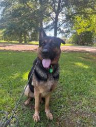 Found/Stray Male Dog last seen Colbert-Danielsville Road, Colbert, GA 30628