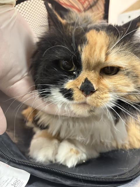Shelter Stray Female Cat last seen PHOENIX AVE / LIVISTONE CT, 72050 Pet Land Pl, Thousand Palms, CA 92276, USA