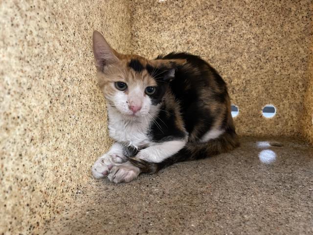 Shelter Stray Female Cat last seen Near BLOCK IRONTREE DR, PALM DESERT, CA, 72050 Pet Land Pl, Thousand Palms, CA 92276, USA