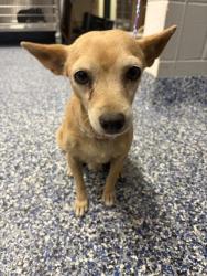 Shelter Stray Female Dog last seen Near BLOCK CORKILL RD, DESERT HOT SPRINGS, CA, 72050 Pet Land Pl, Thousand Palms, CA 92276, USA