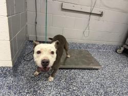 Shelter Stray Female Dog last seen Near BLOCK DESERT VISTA DR, CATHEDRAL CITY CA 92234, 72050 Pet Land Pl, Thousand Palms, CA 92276, USA