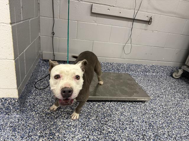 Shelter Stray Female Dog last seen Near BLOCK DESERT VISTA DR, CATHEDRAL CITY CA 92234, 72050 Pet Land Pl, Thousand Palms, CA 92276, USA