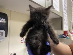 Shelter Stray Female Cat last seen Near BLOCK N 21ST ST, 3839 W Burnham St, West Milwaukee, WI 53215, USA