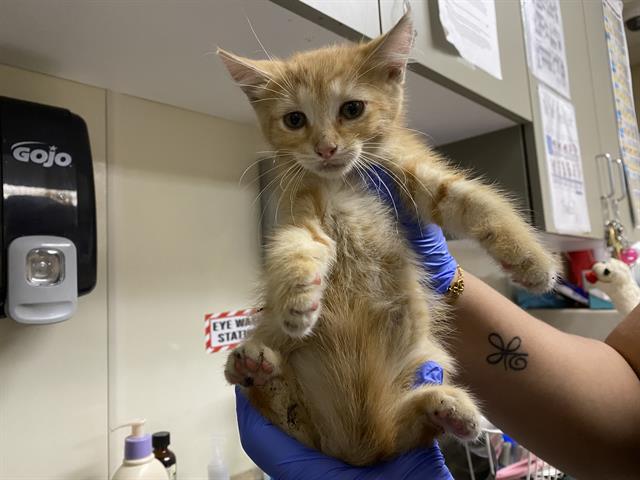 Shelter Stray Male Cat last seen Near BLOCK N 21ST ST, 3839 W Burnham St, West Milwaukee, WI 53215, USA