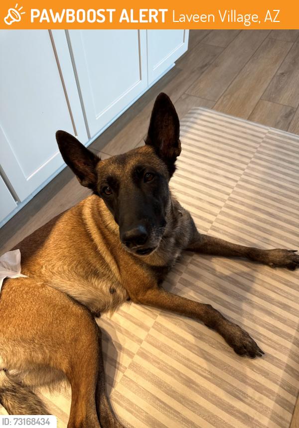 Found/Stray Female Dog last seen 35th and south of dobbins, Laveen Village, AZ 85339