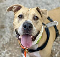 Shelter Stray Male Dog last seen , 4000 N Silverbell Rd, Tucson, AZ 85745, USA