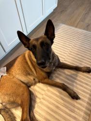 Found/Stray Female Dog last seen 35th and south of dobbins, Laveen Village, AZ 85339