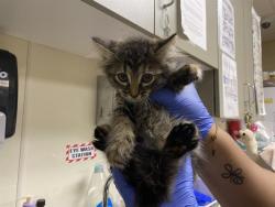 Shelter Stray Female Cat last seen Near BLOCK N 21ST ST, 3839 W Burnham St, West Milwaukee, WI 53215, USA
