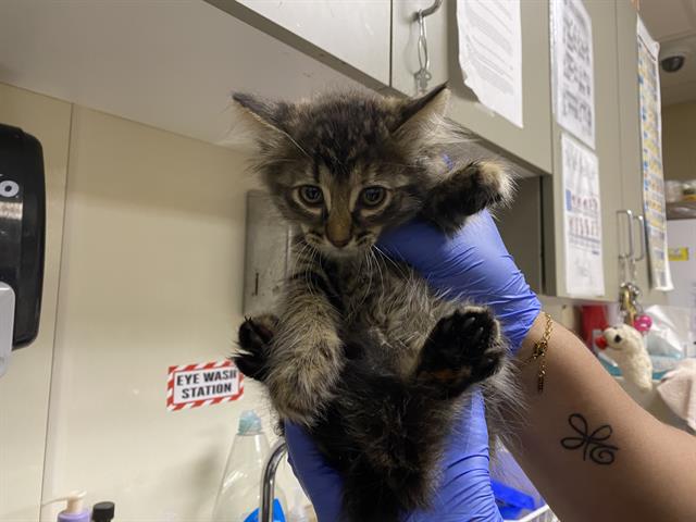 Shelter Stray Female Cat last seen Near BLOCK N 21ST ST, 3839 W Burnham St, West Milwaukee, WI 53215, USA