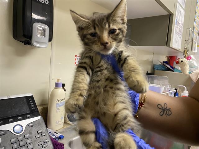 Shelter Stray Male Cat last seen Near BLOCK N 21ST ST, 3839 W Burnham St, West Milwaukee, WI 53215, USA