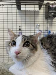 Shelter Stray Male Cat last seen , 4000 N Silverbell Rd, Tucson, AZ 85745, USA