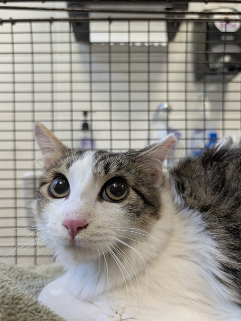 Shelter Stray Male Cat last seen , 4000 N Silverbell Rd, Tucson, AZ 85745, USA